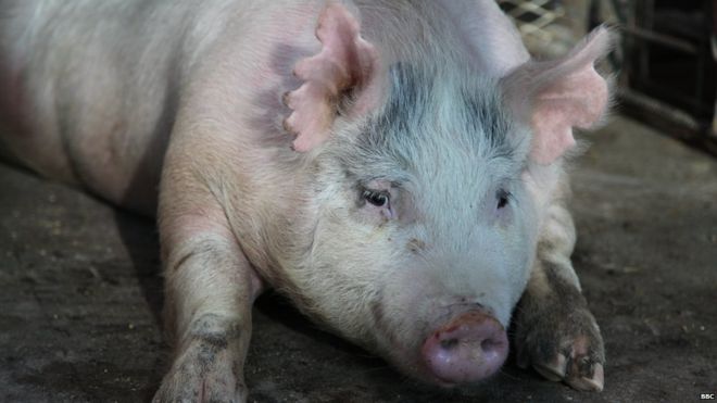 US bid to grow human organs for transplant inside pigs